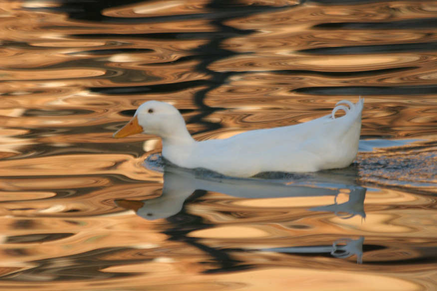 Just a duck in Sevilla Spain